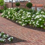 A close up of white flowers in a flower bed along with bushes and red brick walkway.