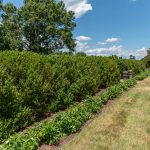 A large expanse of lush green bushes in a countryside.