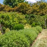 A lush green flower garden in a home's backyard.